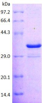HLAC protein