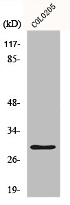 HLA-DOA antibody