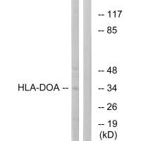 HLA-DOA antibody