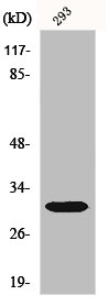 HLA-DOB Antibody