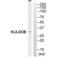 HLA-DOB antibody