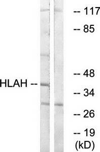 HLAH antibody