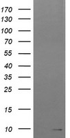 HLCS Antibody