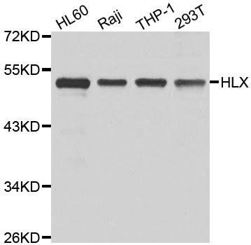 HLX antibody