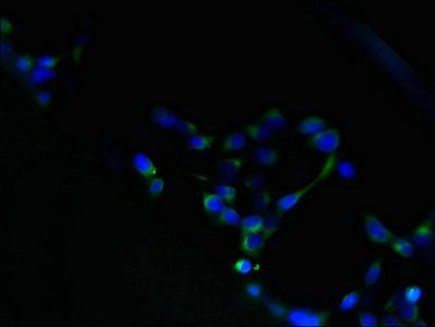 HM13 Antibody