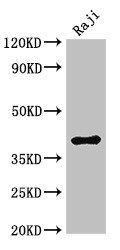 HMBS antibody