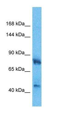HMDH antibody