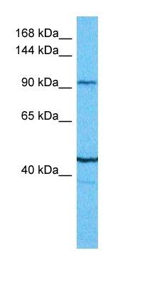 HMDH antibody