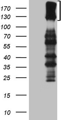HMG20A Antibody