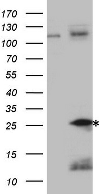 HMG20A antibody