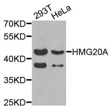 HMG20A antibody