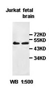 HMG20A antibody