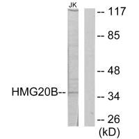 HMG20B antibody