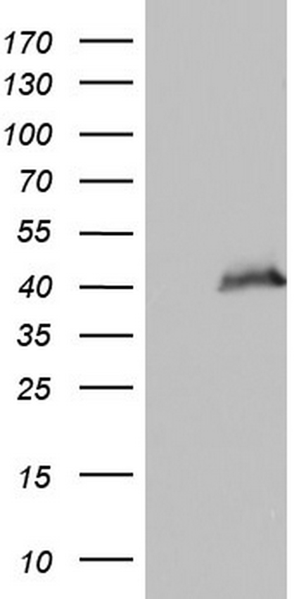 HMG2L1 (HMGXB4) antibody