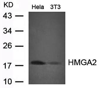 HMGA2 Antibody
