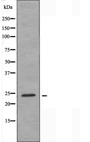 HMGB1 antibody