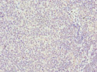 HMGB1 antibody