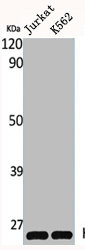 HMGB1 Antibody