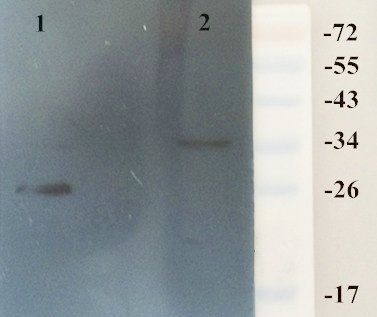 HMGB1 antibody