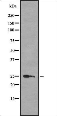 HMGB3 antibody