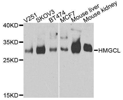 HMGCL antibody