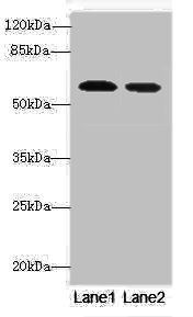 Hmgcs1 Antibody