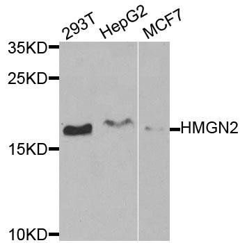 HMGN2 antibody