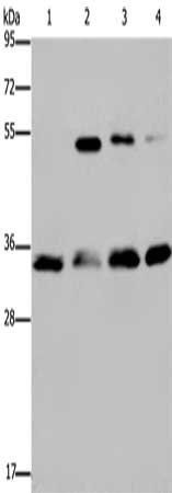 HMGN5 antibody