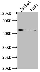HMGXB4 antibody
