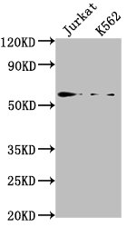 HMGXB4 Antibody