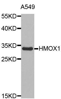 HMOX1 antibody