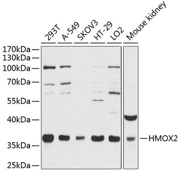 HMOX2 antibody