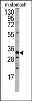 Hmx3 antibody