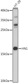 HN1 antibody