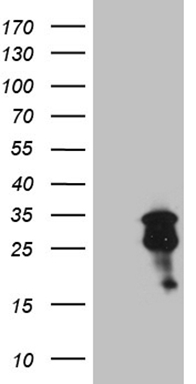 HNF 4 alpha (HNF4A) antibody