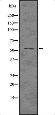 HNF-4A antibody