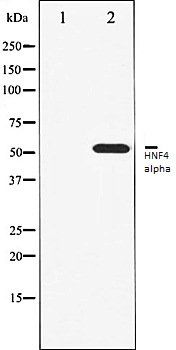 HNF4 alpha antibody