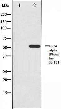 HNF4 alpha (Phospho-Ser313) antibody