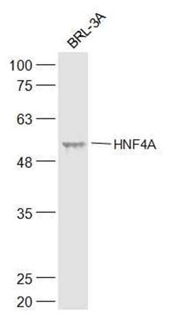 HNF4 antibody