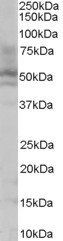 Goat anti-HNF4A Antibody
