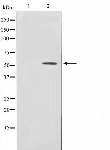 HNF4alpha /gamma antibody