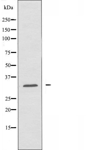 HNRCL antibody