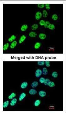 hnRNP F antibody [N1N3]