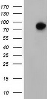 hnRNP F (HNRNPF) antibody