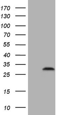 hnRNP L (HNRNPL) antibody
