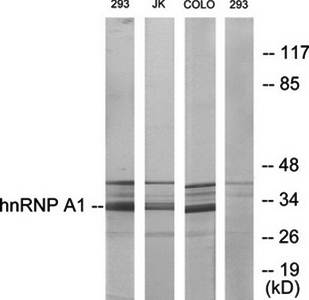 hnRNP A1 antibody