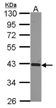 hnRNP E2 antibody