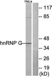 hnRNP G Antibody