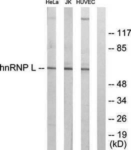 hnRNP L Antibody