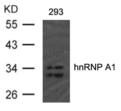 HNRNPA1 (Ab-192) Antibody